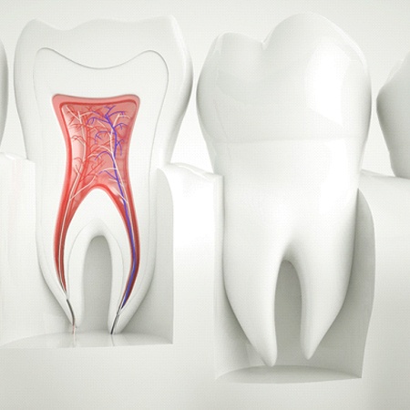 Model of inside of tooth